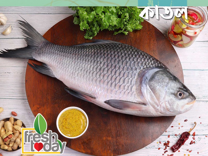 River Katol Fish (নদীর কাতল মাছ)