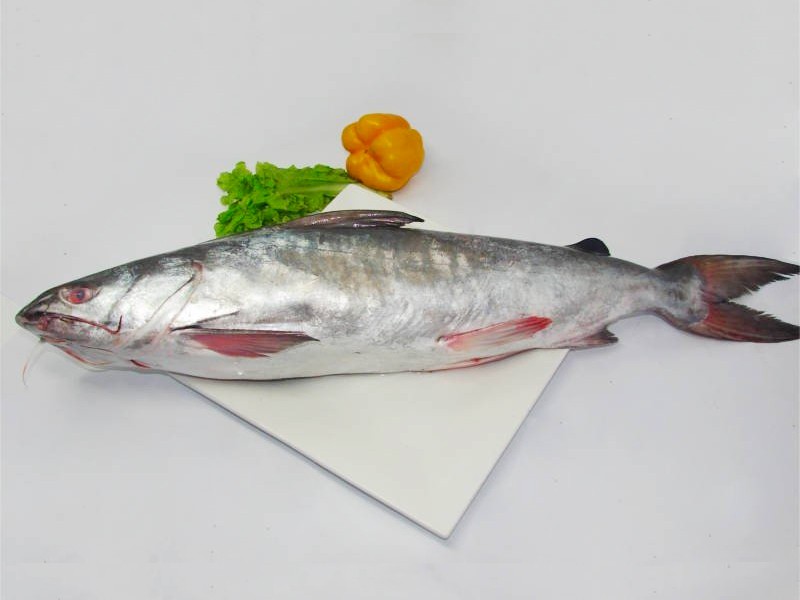 Sea Rita Fish ( সামুদ্রিক রিটা মাছ. )