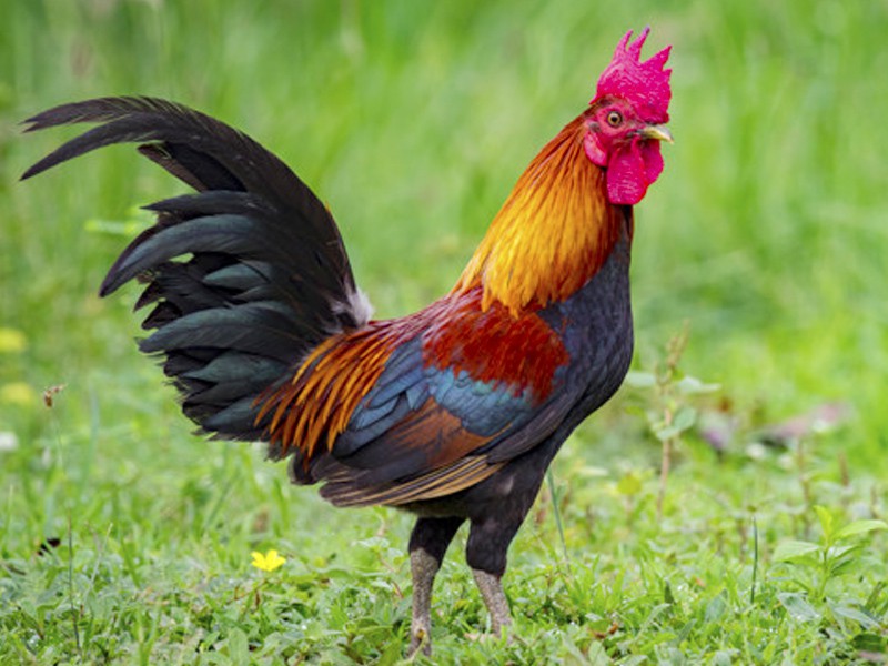 Premium Deshi Chicken (দেশি মোরগ)