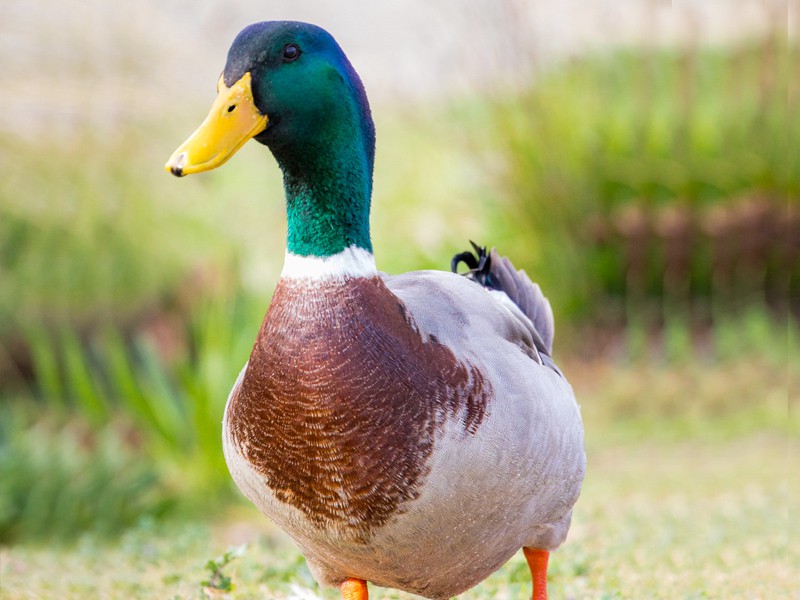 Premium Deshi Duck (দেশি হাঁস-Deshi Hash)