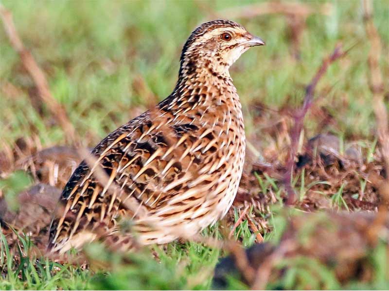 Premium Quail Bird 4.Pcs Pack
