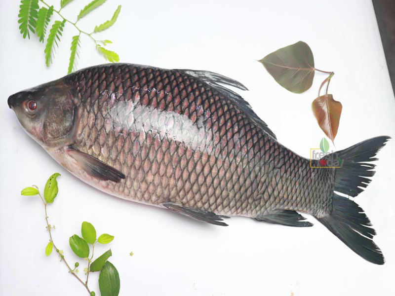 Kalibaush Fish Whole (Size: 1kg)