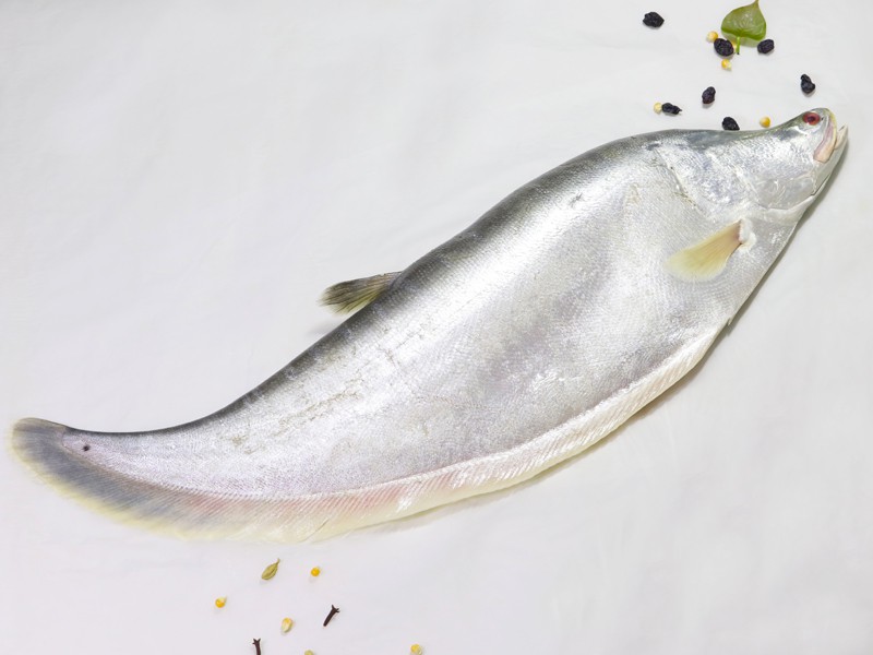 River Chitol Fish (চিতল মাছ)
