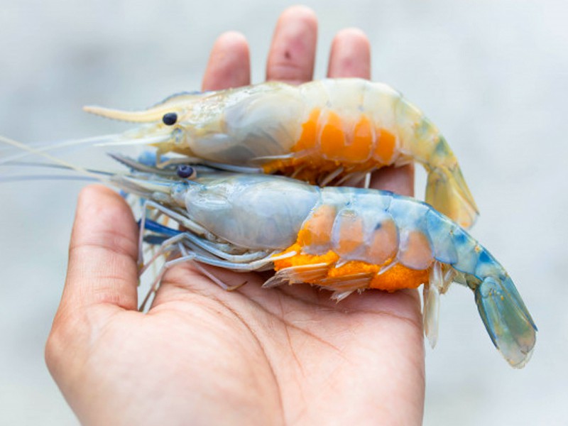 River Dima Shrimp Whole (নদীর ডিমা চিংড়ি আস্ত)