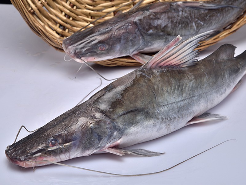 River Small Ayer Fish (নদীর ছোট আইড় মাছ.)